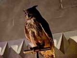 Tyrell's owl